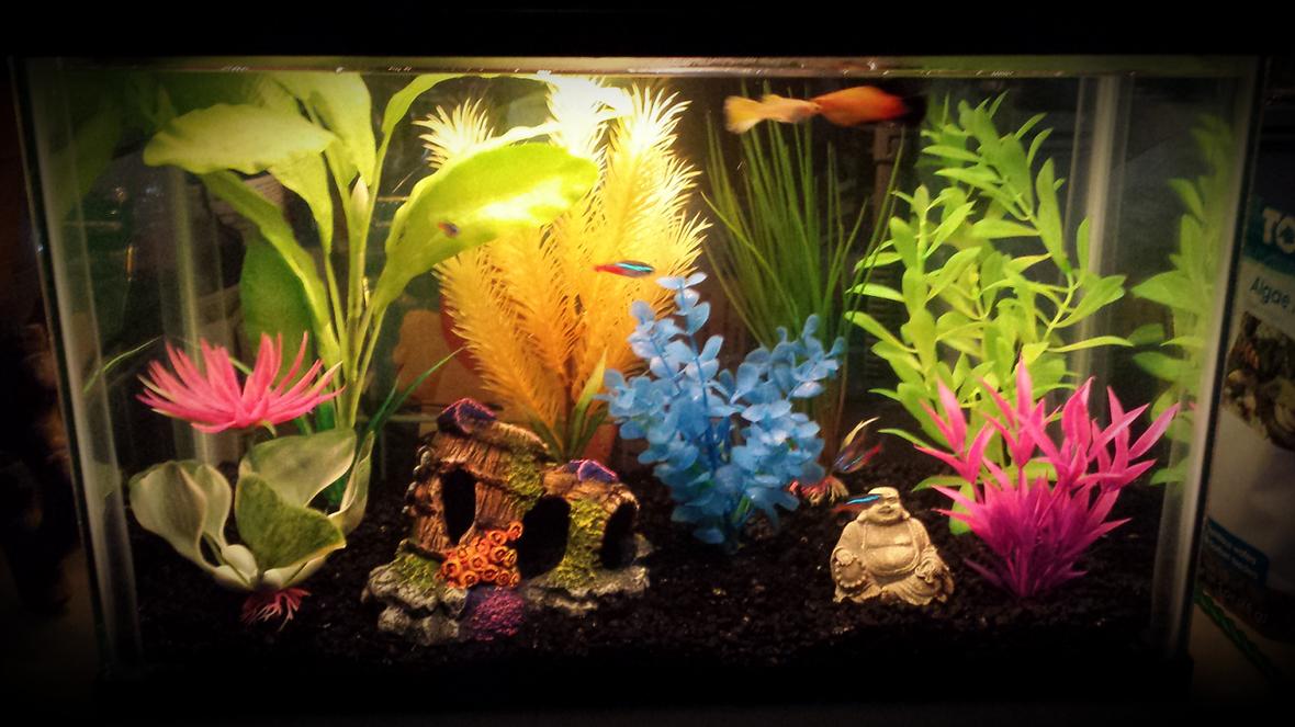 5 gallons freshwater fish tank (mostly fish and non-living decorations)