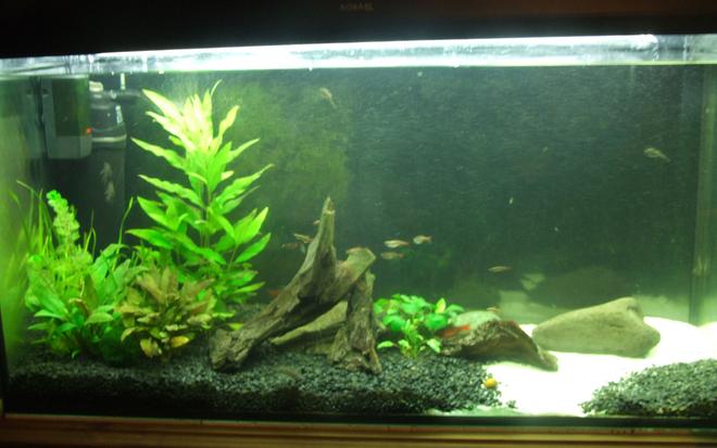50 gallons planted tank (mostly live plants and fish) - Temperate, 50 gallon.