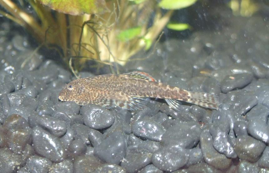 Rated #52: Freshwater Fish - Pseudogastromyzon Cheni - Chinese Hillstream Loach Stocking In 50 Gallons Tank - Hillstream Loach (Pseudogastromyzon)