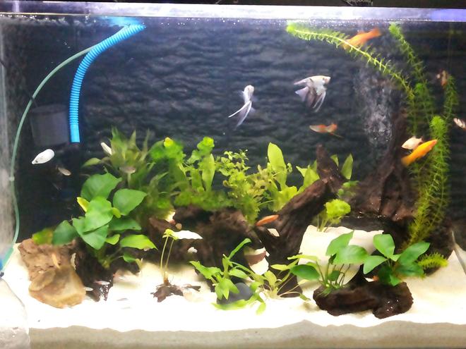 30 gallons planted tank (mostly live plants and fish) - Newly set up (20/9/2013)