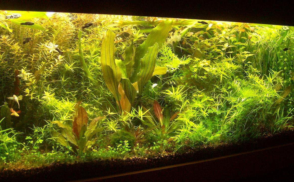 55 gallons planted tank (mostly live plants and fish) - My Aquatic Jungle