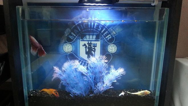 60 gallons freshwater fish tank (mostly fish and non-living decorations) - my office slim beta fish tank.
