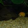freshwater fish - pterygoplichthys joselimaianus - gold spotted pleco (l-001, l-022) stocking in 130 gallons tank