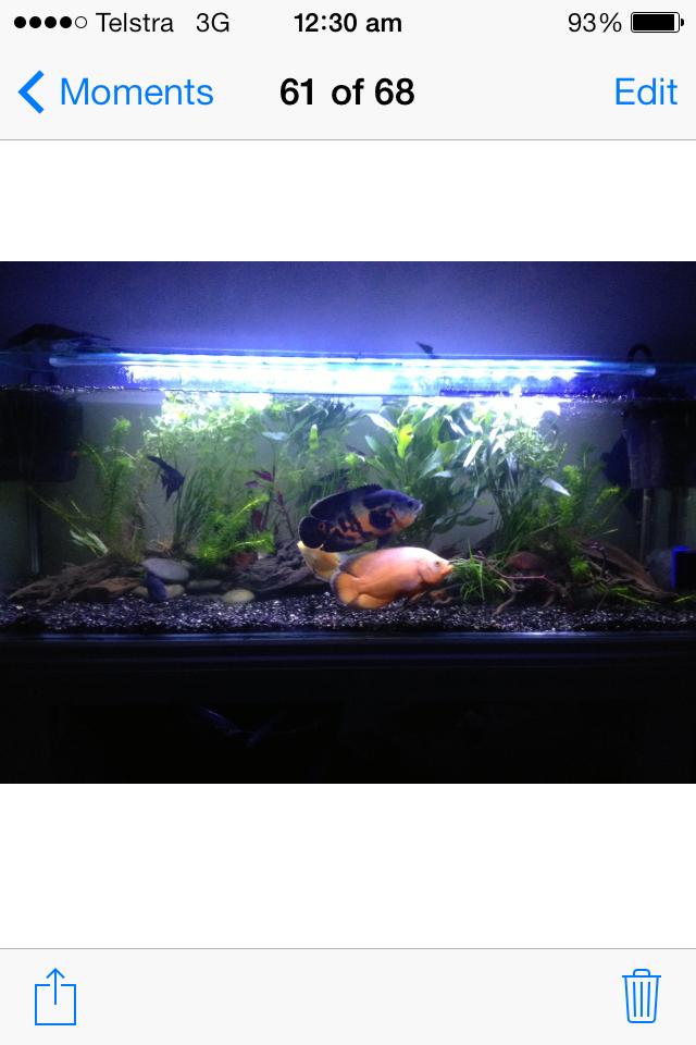 60 gallons freshwater fish tank (mostly fish and non-living decorations) - The most rewarding aspect of keeping an aquarium is the magic of creating your own bio-system. You honour a responsibility to the livestock, apply creativity and individuality to the design, the continuous drive to improve and develop your skills. Fuelled by your imagination and creativity,|
 Fish-keeping rewards you with a sense of pride, enjoyment and tranquility when admiring what I can only describe as your own piece of Art.