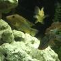 freshwater fish - thorichthys meeki - firemouth cichlid stocking in 135 gallons tank - EARTH EATERS AND FIREMOUTH