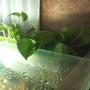 fish tank picture - GOLDEN POTHOS