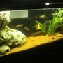 fish tank picture - ANOTHER PICTURE