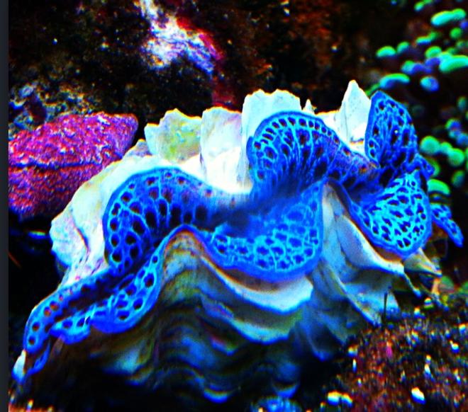 corals inverts - tridacna maxima - maxima clam, blue stocking in 29 gallons tank - T Maxima Clam