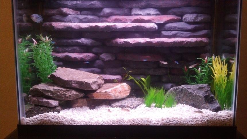 Rated #67: 20 Gallons Planted Tank - 20 Gallon with both live and artificial plants. Custom 3d background and twin HOB filters and heater built in.  Community tank with cardinal tetras, bloodfin tetras, nerite snails, gourami, ghost shrimp and peppered corys. Took a lot of time and effort to get this tank up and running but I think could compete with any smaller tank set up out there. Good example of making the best of what you have to work with.  Would love feedback and opinions of this tank setup.