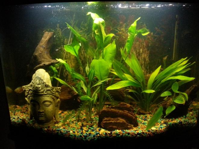 36 gallons planted tank (mostly live plants and fish) - My first run at a fish tank