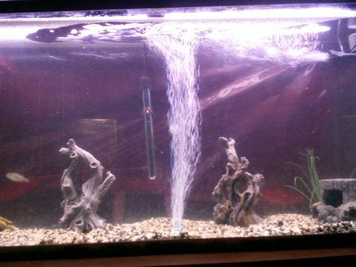 55 gallons freshwater fish tank (mostly fish and non-living decorations)
