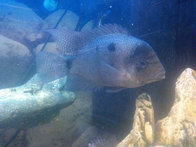 freshwater fish - aequidens rivulatus - green terror stocking in 65 gallons tank