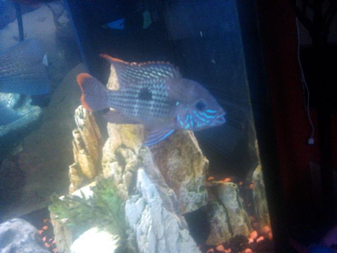 freshwater fish - aequidens rivulatus - green terror stocking in 65 gallons tank - green terror
