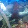 freshwater fish - heros sp. rotkeil - redheaded severum stocking in 65 gallons tank - wild rotkiel severum with the discus