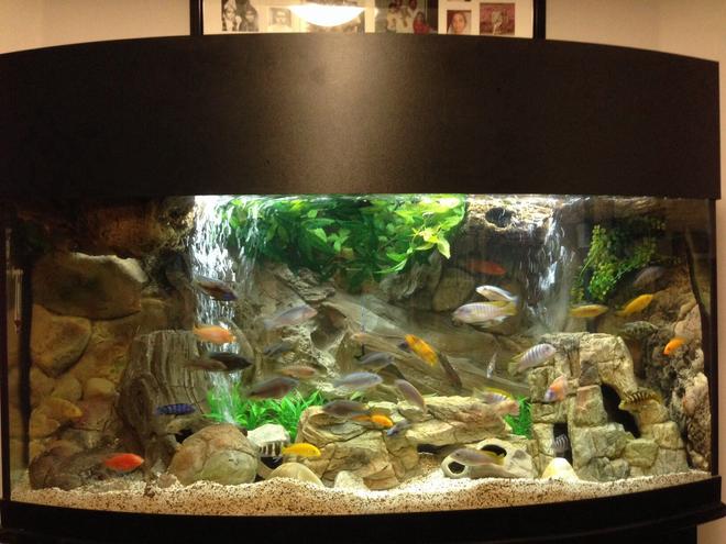 72 gallons freshwater fish tank (mostly fish and non-living decorations) - 72 Gallon Bow Front Mixed Malawi Peacock Cichlid Aquarium