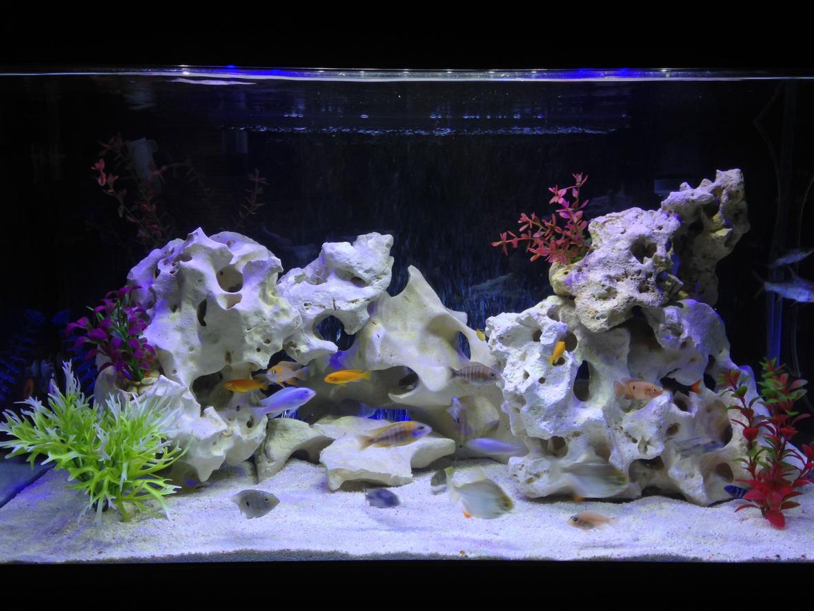 58 gallons freshwater fish tank (mostly fish and non-living decorations) - various cichlids & tropicals
