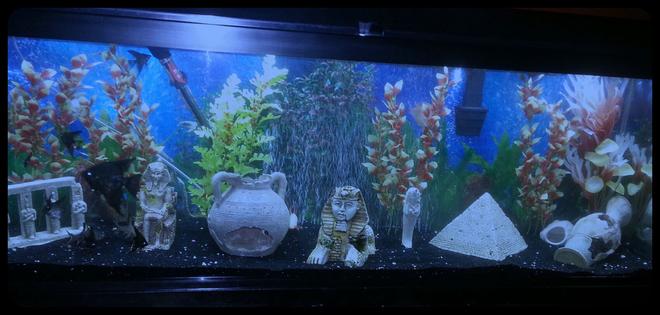 50 gallons freshwater fish tank (mostly fish and non-living decorations) - My 50 gallon fresh water tank.