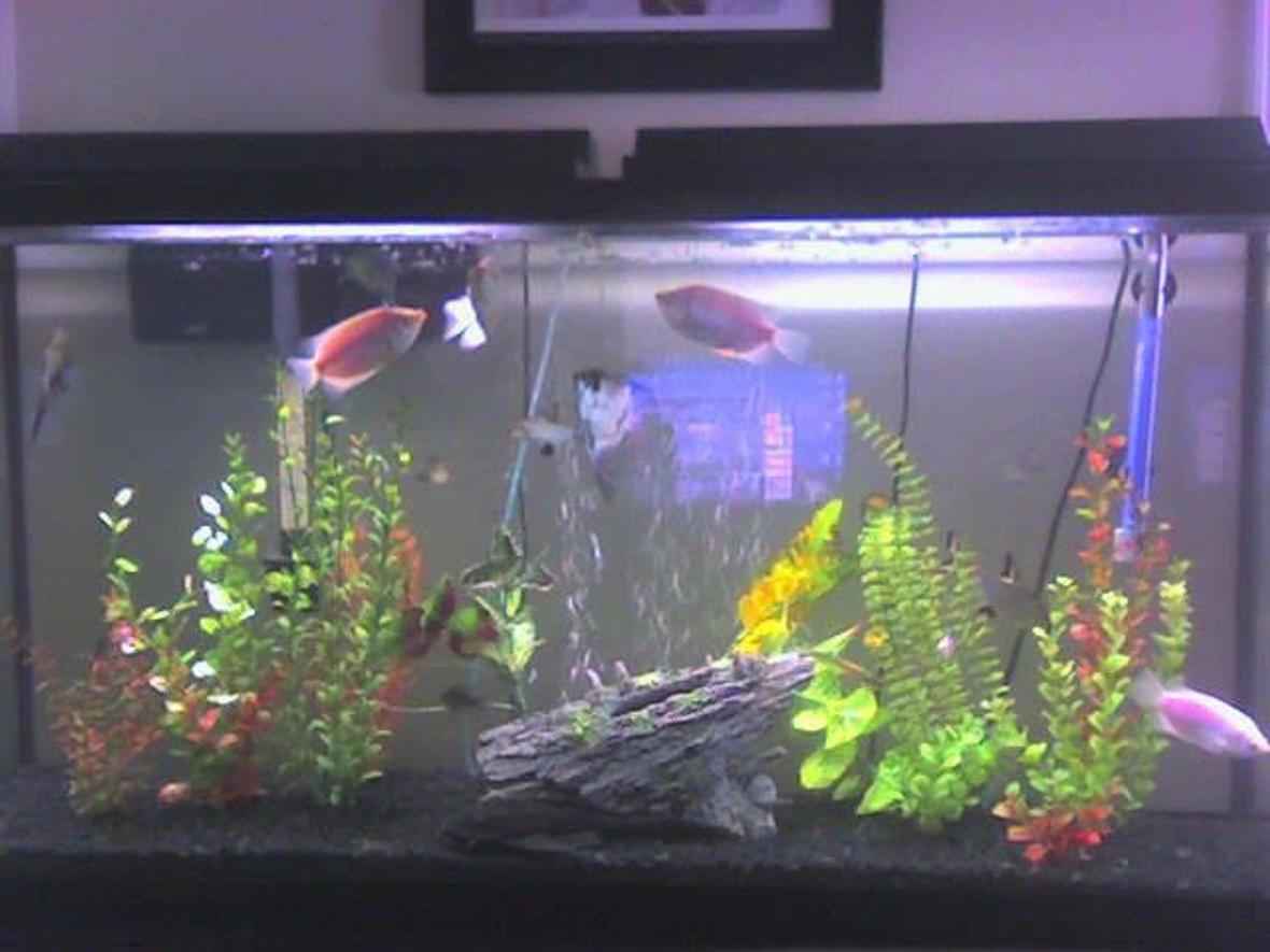 60 gallons freshwater fish tank (mostly fish and non-living decorations) - before the live plants
