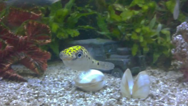 freshwater fish - tetraodon nigroviridis - green spotted puffer stocking in 28 gallons tank - "Peter" My Green Spotted Puffer