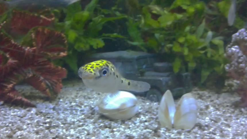 Rated #16: Freshwater Fish - Tetraodon Nigroviridis - Green Spotted Puffer Stocking In 28 Gallons Tank - "Peter" My Green Spotted Puffer