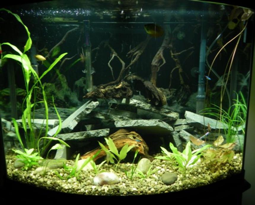 Rated #78: 36 Gallons Planted Tank - Upgraded to 36 gal bowfront. Currently have 3 dwarf gouramies, 2 honey gouramies, 5 neon tetras, 2 otos, 3 emerald cory cats and a yellow mystery snail. Plants are aponogeton, water lilly, compacta, koyoto, and argentine sword