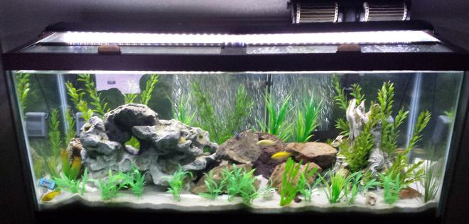 75 gallons freshwater fish tank (mostly fish and non-living decorations) - 75 Gal