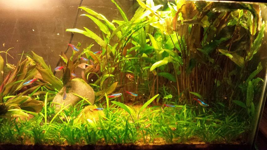 Rated #46: 55 Gallons Planted Tank - 10g tank. Little over a yr old. melon sword, dwarf sag and crypts.