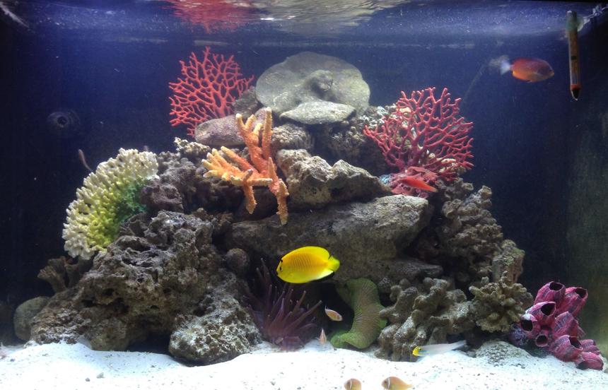 Rated #39: 65 Gallons Reef Tank - Marine Life: Three-Spot Angelfish, Rusty Angelfish, Pink Skunk Clownfish, Whip-Fin Fairy Wrasse, Sleeper Gold Head Goby

Live Rock, Long Tentacle Anemone, Green Carpet Anemone

65 gallon RedSea Saltwater Tank