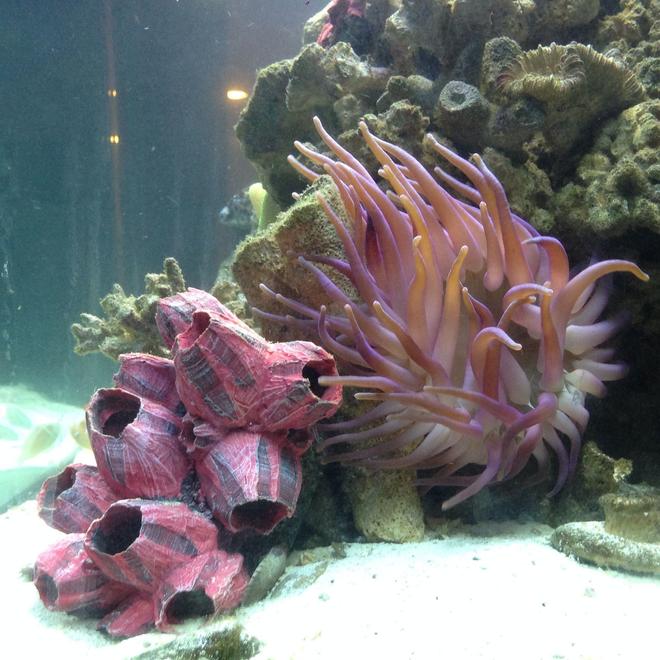 corals inverts - macrodactyla doreensis - long tentacle anemone stocking in 65 gallons tank - Saltwater Marine Invertebrate: Long Tentacle Anemone