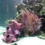 corals inverts - macrodactyla doreensis - long tentacle anemone stocking in 65 gallons tank - Saltwater Marine Invertebrate: Long Tentacle Anemone