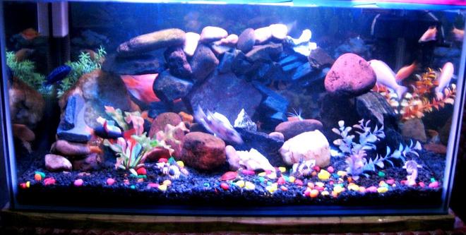 40 gallons freshwater fish tank (mostly fish and non-living decorations) - ayantika