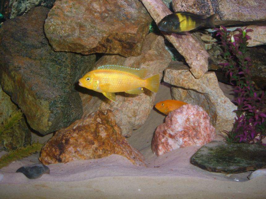 Rated #22: Freshwater Fish - Metriaclima Lombardoi - Kenyi Cichlid Stocking In 90 Gallons Tank - My awesome kenyi cichlid in the 90 gallon African Cichlid tank