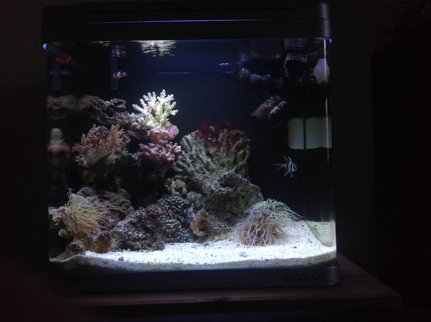 Rated #48: 46 Gallons Reef Tank - My nano reef tank