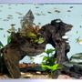 180 gallons freshwater fish tank (mostly fish and non-living decorations) - Professional photo of the tank.