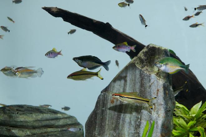 freshwater fish - barbus denisonii - denison barb stocking in 180 gallons tank - Close-up of some fish on the 180 gallon tank