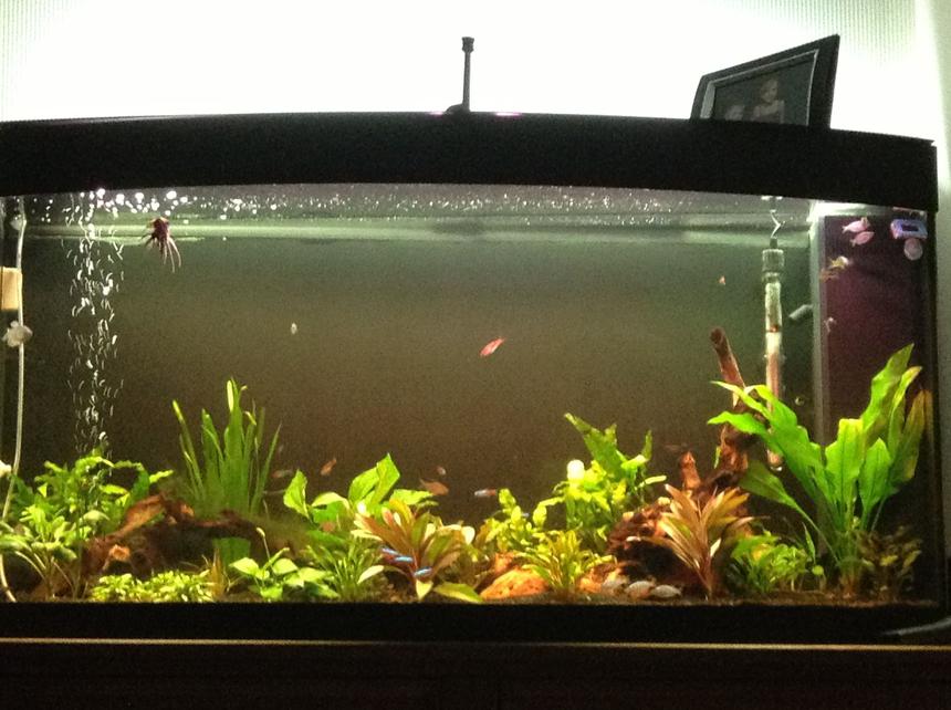 Rated #60: 57 Gallons Planted Tank - 57 gallon all live plants