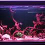 100 gallons freshwater fish tank (mostly fish and non-living decorations) - Central American Tank