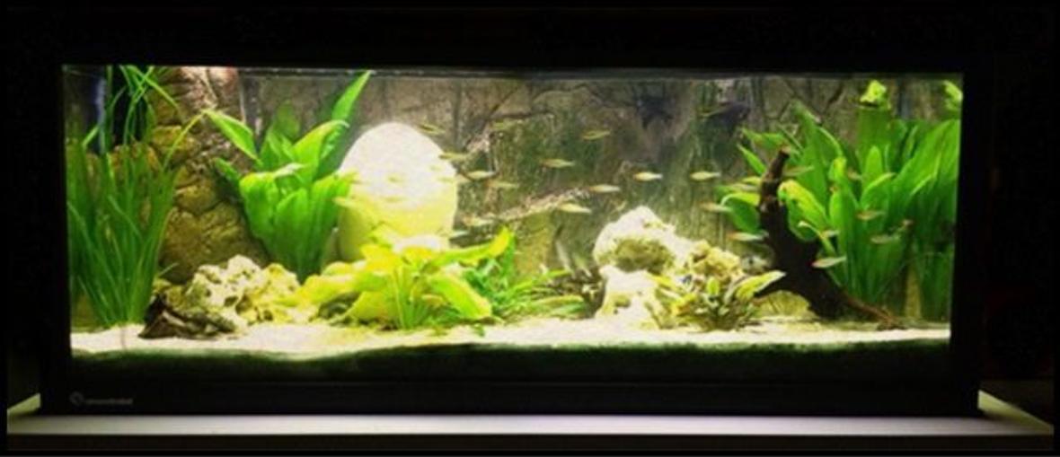 15 gallons planted tank (mostly live plants and fish) - 42,3 gallon fishtank.