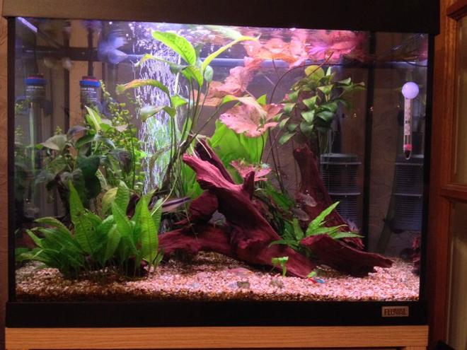 80 gallons freshwater fish tank (mostly fish and non-living decorations) - Big D