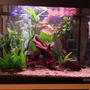 80 gallons freshwater fish tank (mostly fish and non-living decorations) - Big D