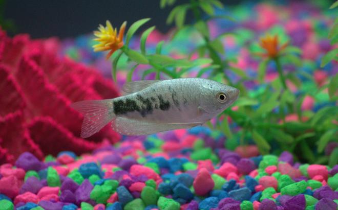 freshwater fish - trichogaster trichopterus - blue gourami stocking in 20 gallons tank - One of my four gourami fish