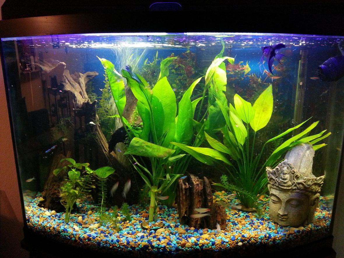 36 gallons freshwater fish tank (mostly fish and non-living decorations) - 36 bowfront Freshwater community Tank