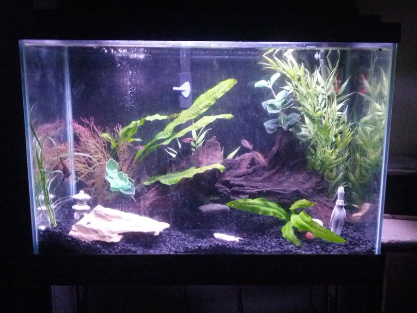 Rated #112: 20 Gallons Freshwater Fish Tank - 20 gal with driftwood and rocks from lake Michigan. German blue rams, galaxy rasboras, Harlequin rasboras, angel, kuhlii loach. Java ferns and petoskey stones