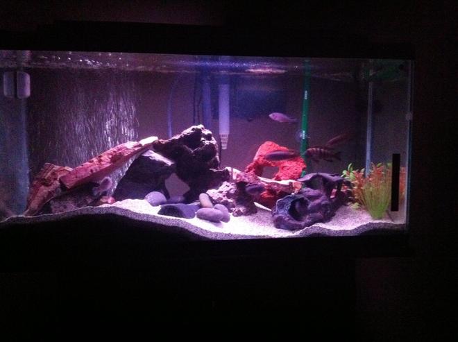 40 gallons freshwater fish tank (mostly fish and non-living decorations) - Made a few changes