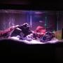 40 gallons freshwater fish tank (mostly fish and non-living decorations) - Made a few changes