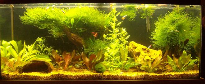 55 gallons planted tank (mostly live plants and fish) - bonzi look