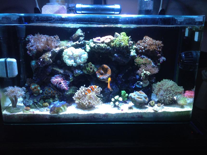 Rated #20: 16 Gallons Reef Tank - My Coral Tank