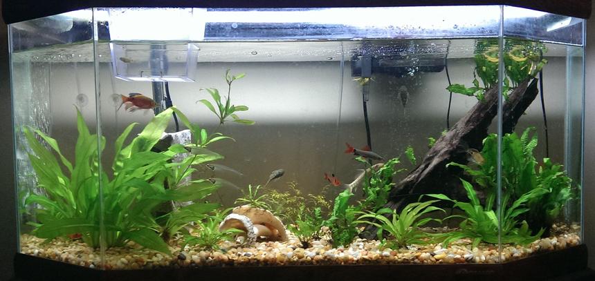 Rated #68: 35 Gallons Planted Tank - Still a beginner but the tank currently contains amazon swords, java fern, and some water sprites. Also the water level isn't usually that low but it just happened to be when I took this photo.