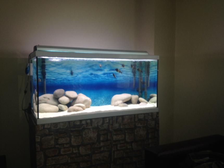 Rated #122: 200 Gallons Freshwater Fish Tank - Tropheus ikola wc f0