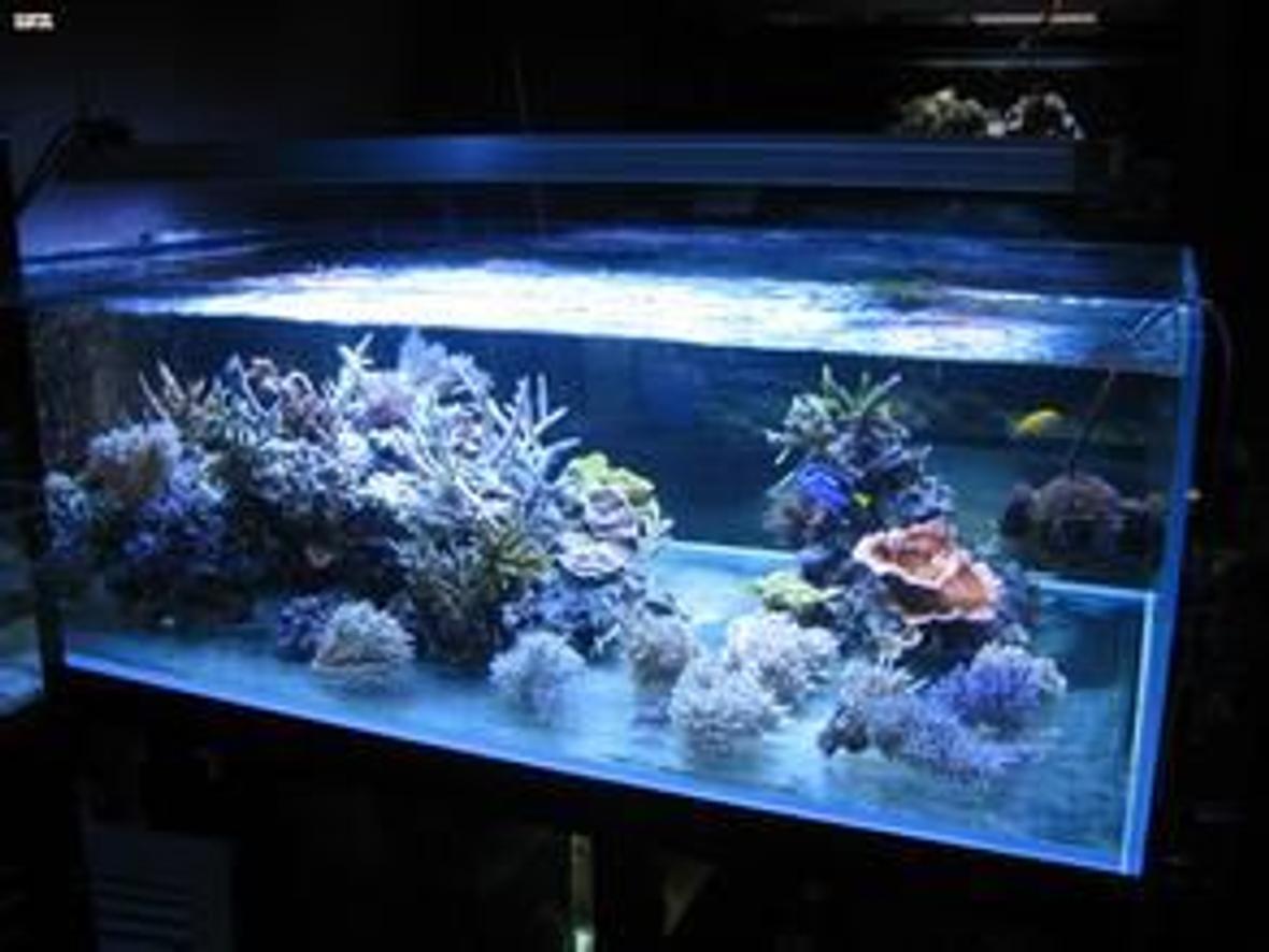 23 gallons reef tank (mostly live coral and fish) - 123